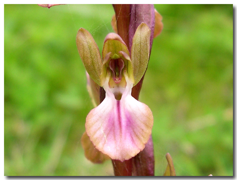 Anacamptis collina /  Orchide a sacco